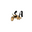 Spring Acorn logo